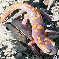 Large-blotched Ensatina