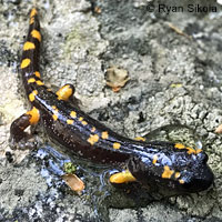 Large-blotched Ensatina