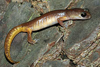Oregon Ensatina