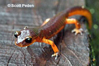 Monterey Ensatina