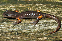 Sierra Nevada Ensatina