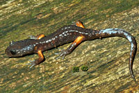 Sierra Nevada Ensatina