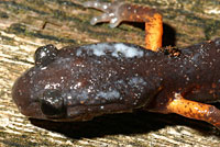 Sierra Nevada Ensatina