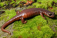 limestone salamander
