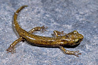 Limestone Salamander