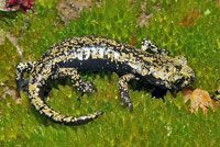 Mount Lyell Salamander