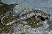 Mount Lyell Salamander