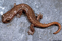 Shasta Salamander