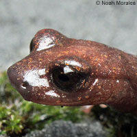 Shasta Salamander
