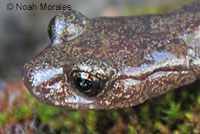 Shasta Salamander