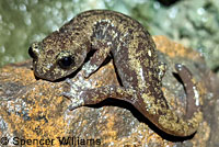 Shasta Salamander