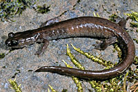 Scott Bar Salamander