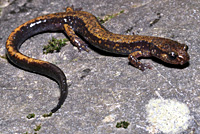 Dunn's Salamander