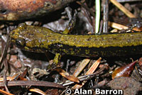 Dunn's Salamander