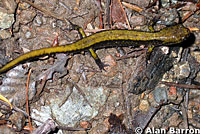 Dunn's Salamander