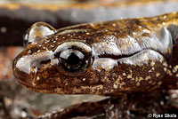 Dunn's Salamander