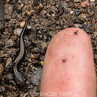 Dunn's Salamander