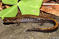 salamander