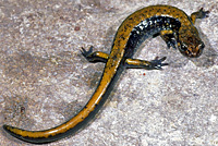 Dunn's Salamander