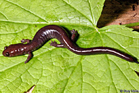 Del Norte Salamander