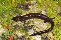 Del Norte Salamander