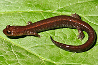 Del Norte Salamander