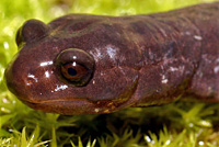 Del Norte Salamander