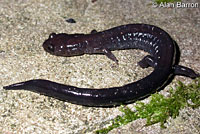 Del Norte Salamander