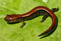 Del Norte Salamander