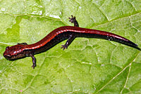 Del Norte Salamander