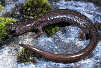 salamander