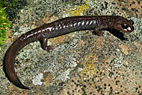 Siskiyou Mountains Salamander