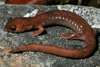 Siskiyou Mountains Salamander