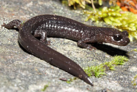 Siskiyou Mountains Salamander