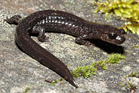 Siskiyou Mountains Salamander