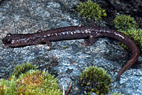 Siskiyou Mountains Salamander