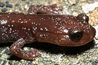 Siskiyou Mountains Salamander