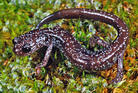 Siskiyou Mountains Salamander