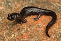 Siskiyou Mountains Salamander