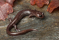 Siskiyou Mountains Salamander