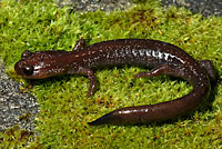 Siskiyou Mountains Salamander