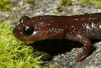 Siskiyou Mountains Salamander