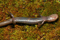 Siskiyou Mountains Salamander