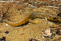 Southern Torrent Salamander