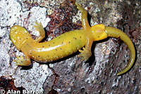 Southern Torrent Salamander