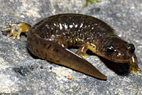 Southern Torrent Salamander