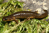 Southern Torrent Salamander