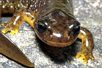 Southern Torrent Salamander