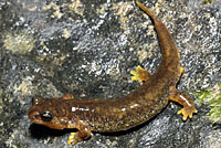 Southern Torrent Salamander