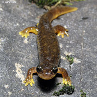 Southern Torrent Salamander